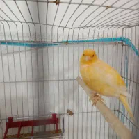 قناری نر و ماده