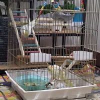 جفت عروس هلندی