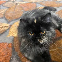 واگذاری گربه ماده به نام دارچین