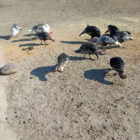 بوقلمون محلی|حیوانات مزرعه|گنبد کاووس, |دیوار