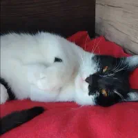 گربه ناز و ملوس پیدا شده، گمشده شما نیست