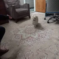 سگ شیتزو|سگ|باغستان, |دیوار