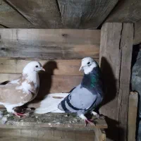 کفتر|پرنده|میناب, |دیوار