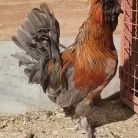 مرغ وخروس لهستانی سلطان