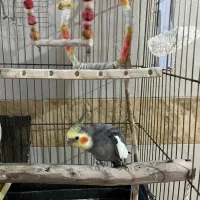 عروس هلندی|پرنده|سوسنگرد, |دیوار