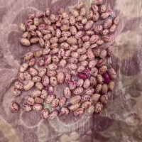 فروش لوبیا چیتی اعلا عمده و خرده