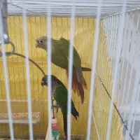 جوجه گرینچیک دوماهه