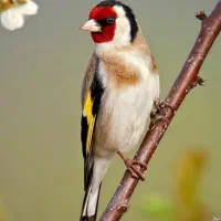 باغی دهندار