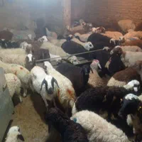 گوسفند زنده با بلسکول دیجیتال تمام تهران|حیوانات مزرعه|تهران, لویزان|دیوار