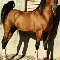 کره نریان ۶ماهه دره شوری|اسب و تجهیزات اسب‌سواری|گلپایگان, |دیوار