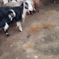 بز با بیگ نر