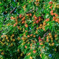 فروش ویژه انواع نهال میوه|خدمات باغبانی و درختکاری|ساری, |دیوار