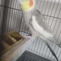 عروس هلندی فروشی|پرنده|تنکابن, |دیوار