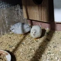 بلدرچین مینیاتوری|حیوانات مزرعه|راور, |دیوار