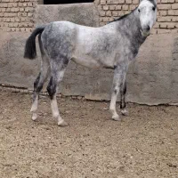 اسب گوسفند بز|اسب و تجهیزات اسب‌سواری|پیشوا, |دیوار