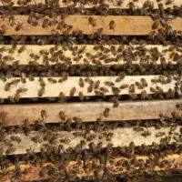 زنبور عسل هیبرید