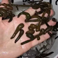 زالو طبی درشت