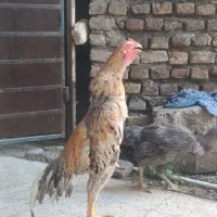 خروس اوشامو