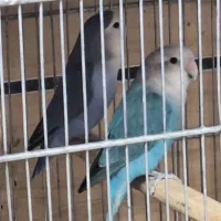 طوطی بریزیلی قناری|پرنده|قزوین, |دیوار