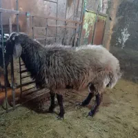 بره نر چاق جو خورده