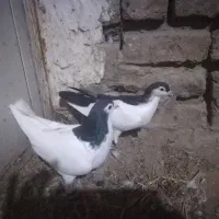 کفتر بوم  پرشی و جفتگاه|پرنده|چناران, |دیوار