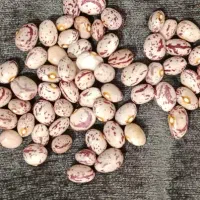 لوبیا چیتی ۳۱۰