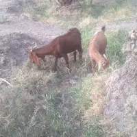 بزابستن وزاییده فروشی..|حیوانات مزرعه|جیرفت, |دیوار