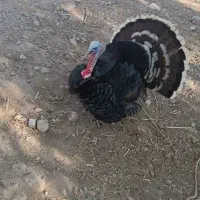 بوقلمون فروشی