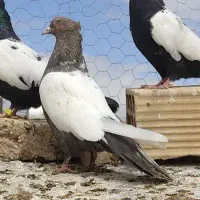 دو کسیه کود کفتر خشک تمیز