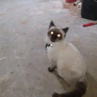 گربه سیامی|گربه|قیدار, |دیوار