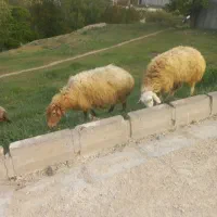 گوسفند