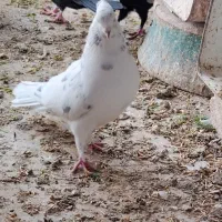 کبوتر خوش رنگ و پرشی