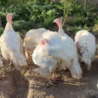 بوقلمون گوشتی فوق سنگین کیلو290
