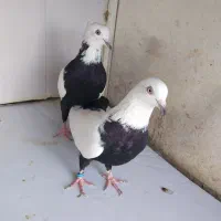 کبوتر|پرنده|قرچک, داوود آباد|دیوار