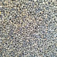 بذر ماشک|گل و گیاه طبیعی|سنقر, |دیوار