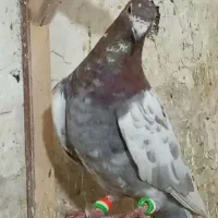 کفتر پرشی|پرنده|اسفراین, |دیوار