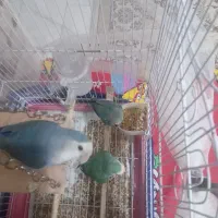 طوطی برزیلی|پرنده|دماوند, گیلاوند|دیوار