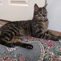 واگزاری گربه ی نر نژاد DSH