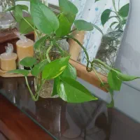 قلمه گل پتوس