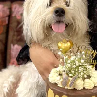 واگذاری سگ نژادچیتزو کراس