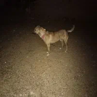 یک عدد کوج تربیت شده گلی واگزار میشود