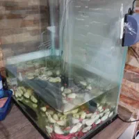 اکواریوم شیشه خم  با چنتا ماهی گوپی ولجن خوار|ماهی|تهران, شمیران‌نو|دیوار