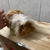 خوکچه‌هندی‌مو‌بلند