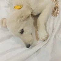 سگ لابرادور رتریور