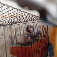 یک جفت طوطی برزیلی نرو ماده تخمگذار