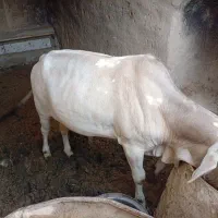 گوساله نر چاق