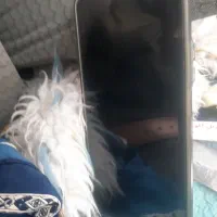 شیامی فروشی|موبایل|آباده, |دیوار