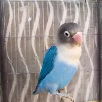 طوطی برزیلی