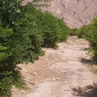 باغ|فروش زمین و ملک کلنگی|فورگ, |دیوار