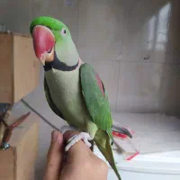 شاه طوطی سخنگو ( رخ به رخ )